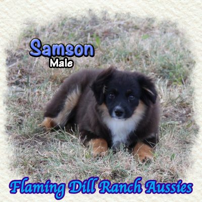 Samson 24