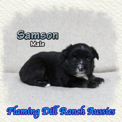 Samson 3