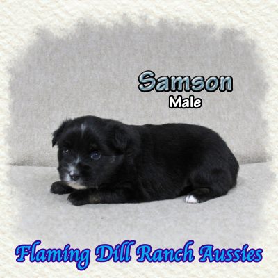 Samson 4