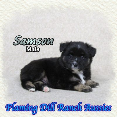 Samson 5