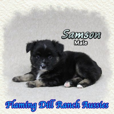 Samson 6