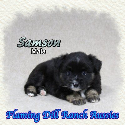Samson 7