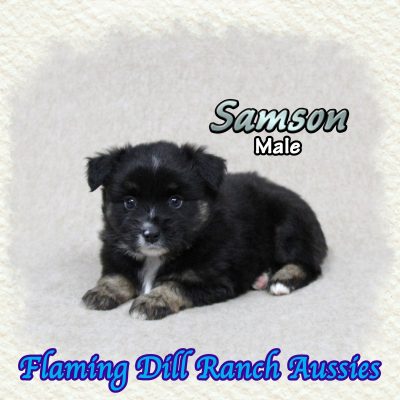 Samson 8