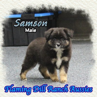 Samson 9