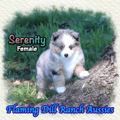 Serenity 11
