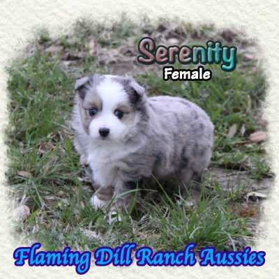Serenity 7