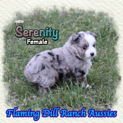 Serenity 8