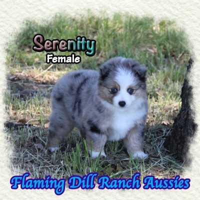 Serenity 9