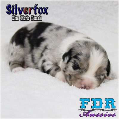Silverfox 1