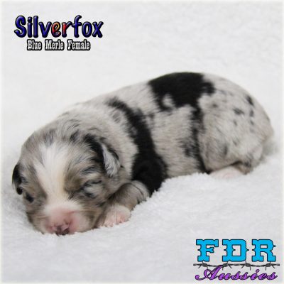 Silverfox 2