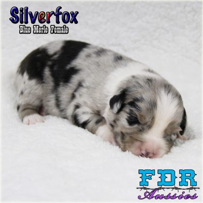 Silverfox 3