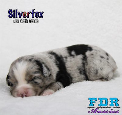 Silverfox 4