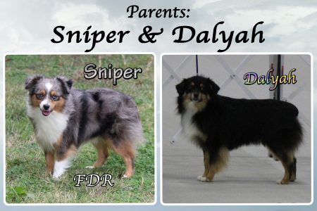 Sniper & Dalyah