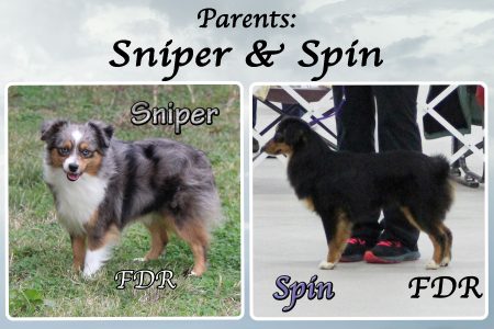 Sniper & Spin