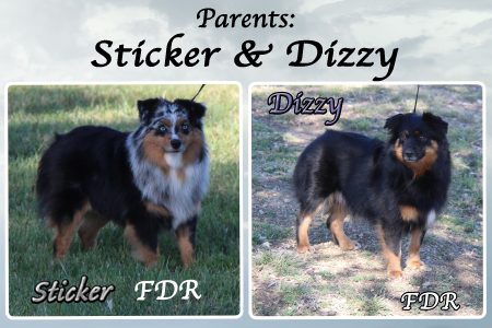 Sticker & Dizzy