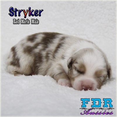 Stryker 1