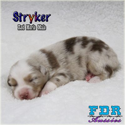 Stryker 2