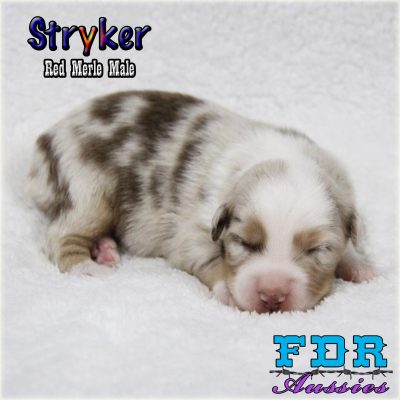 Stryker 3