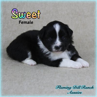 Sweet 1