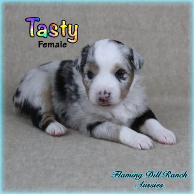 Tasty 3