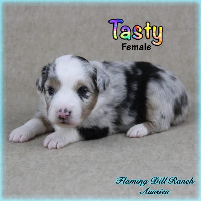 Tasty 4