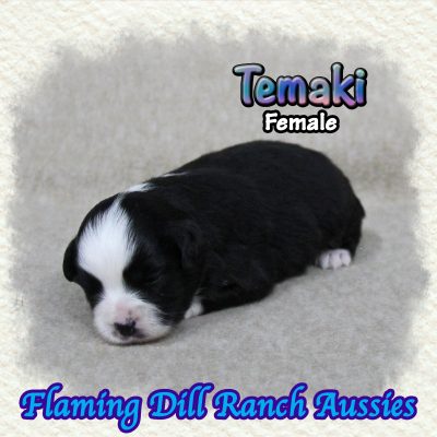 Temaki 4