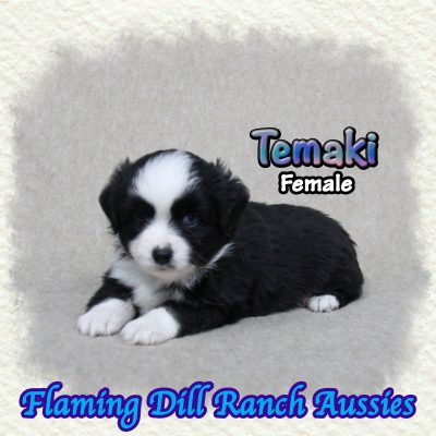Temaki 8