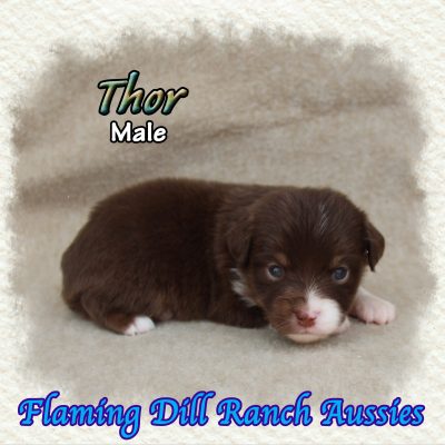 Thor 1