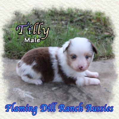 Tilly 1