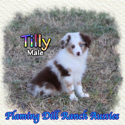 Tilly 16