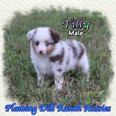 Tilly 5