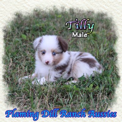 Tilly 8