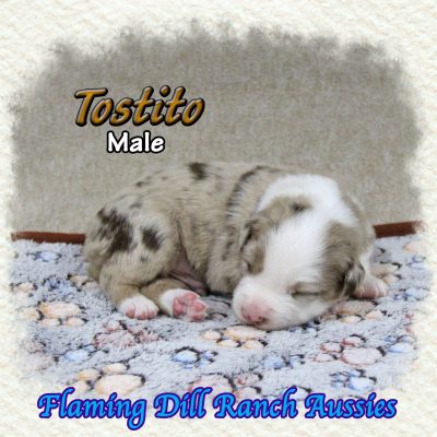 Tostito 1