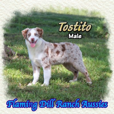 Tostito 29