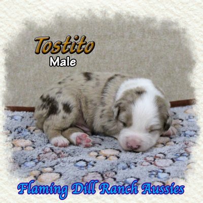 Tostito 3