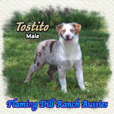 Tostito 30