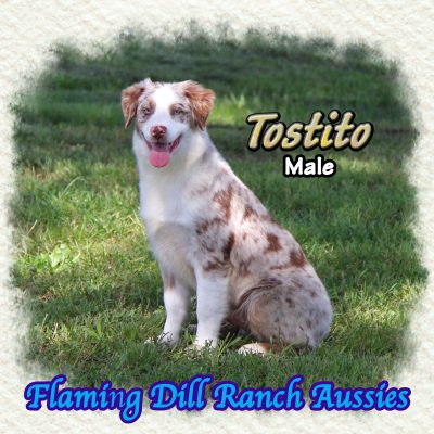 Tostito 31