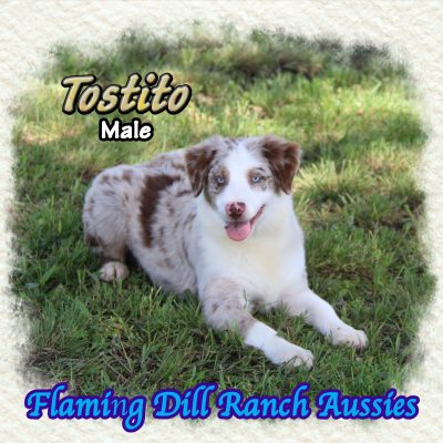 Tostito 32