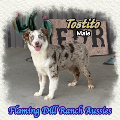 Tostito 33a