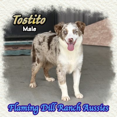 Tostito 34
