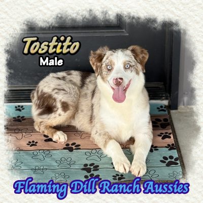 Tostito 35