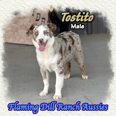 Tostito 36