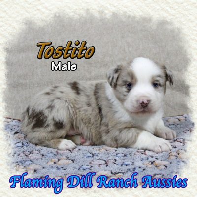 Tostito 6