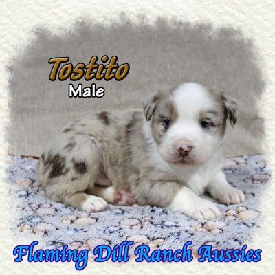 Tostito 8