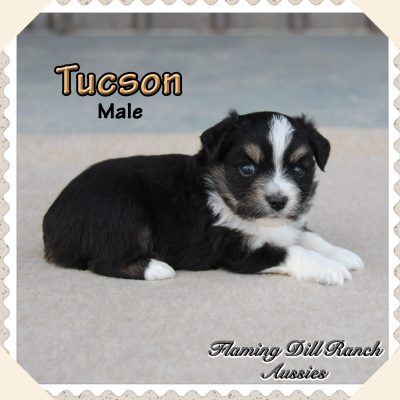 Tucson 1