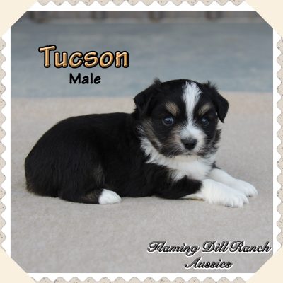 Tucson 3