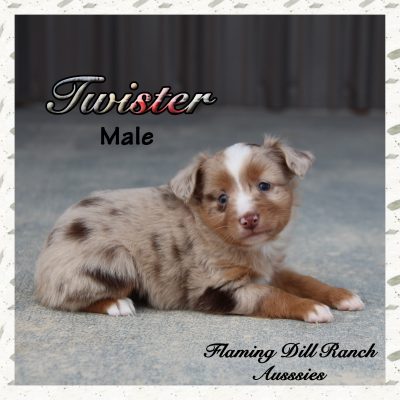 Twister 7