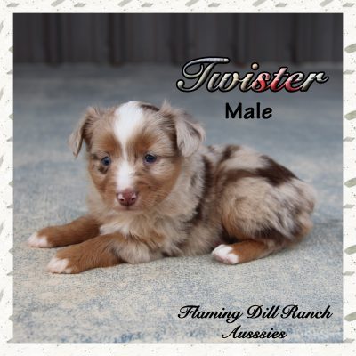 Twister 8