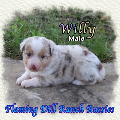 Willy 2