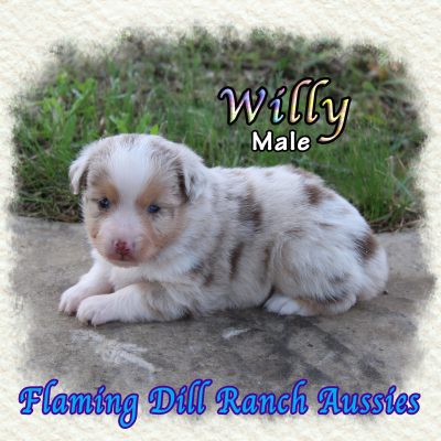 Willy 4
